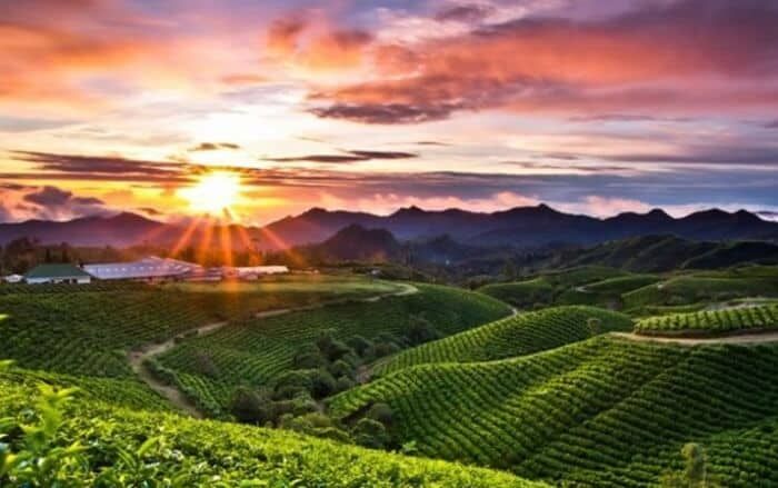 Malino Highlands: Pesona Perkebunan Teh Terindah di Sulawesi Selatan